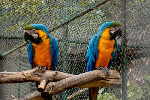 connecting-with-a-coworker-you-dont-like-supportiv-parrots-birds-facing-away